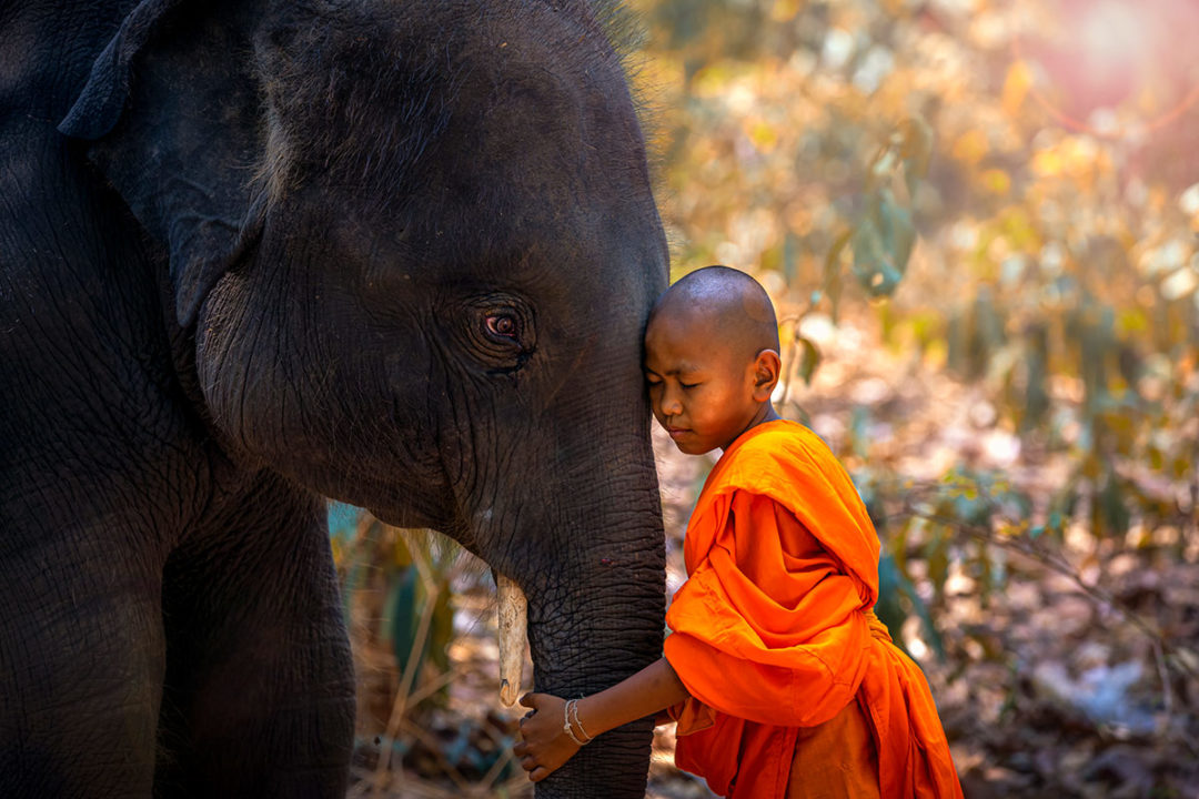 Junger Mönch mit Elefant