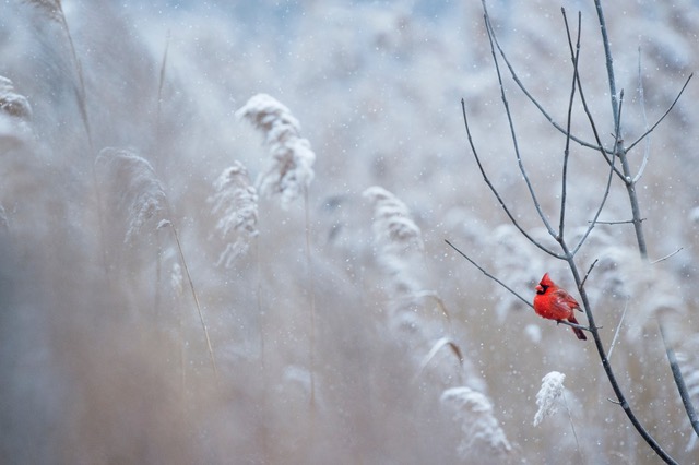 Roter Vogel in Schnee