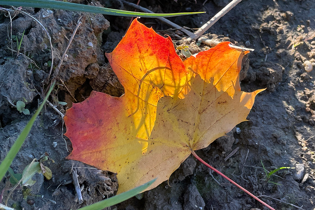 Herbstliches Ahornblatt