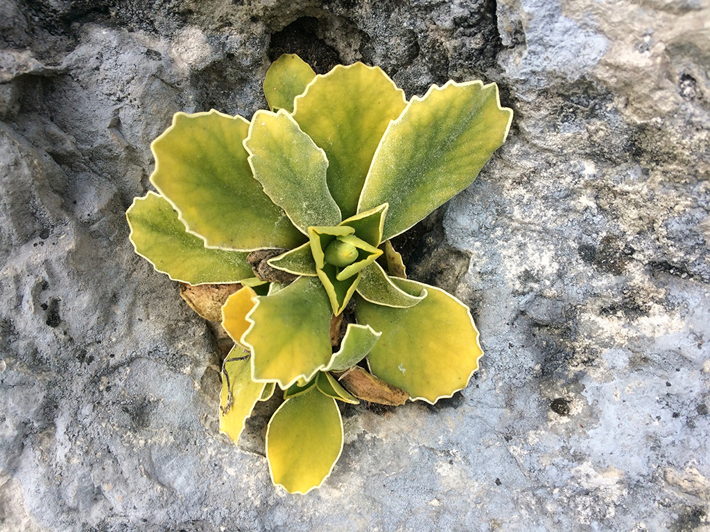 Pflanze wächst aus Felsen
