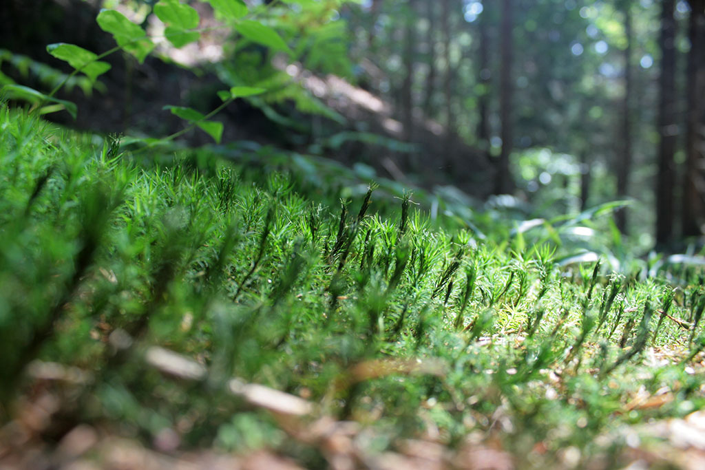 Waldboden